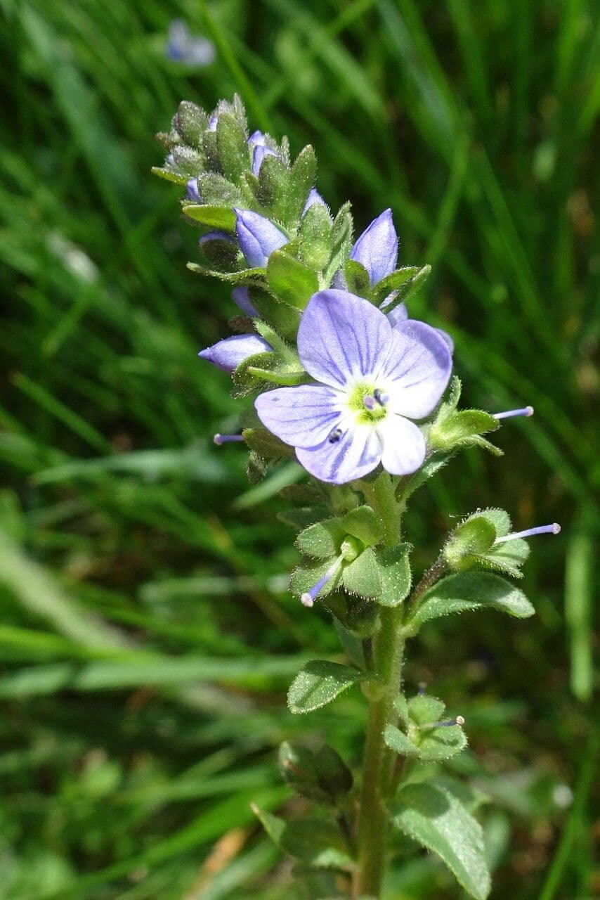 Veronica serpyllifolia