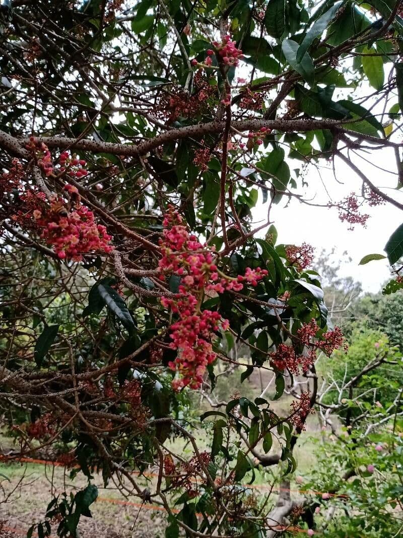 Viburnum odoratissimum