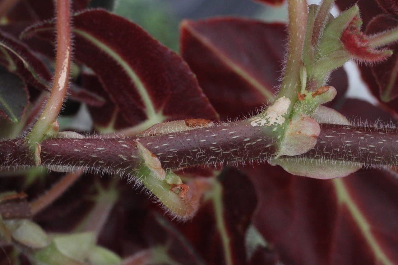 Begonia listada
