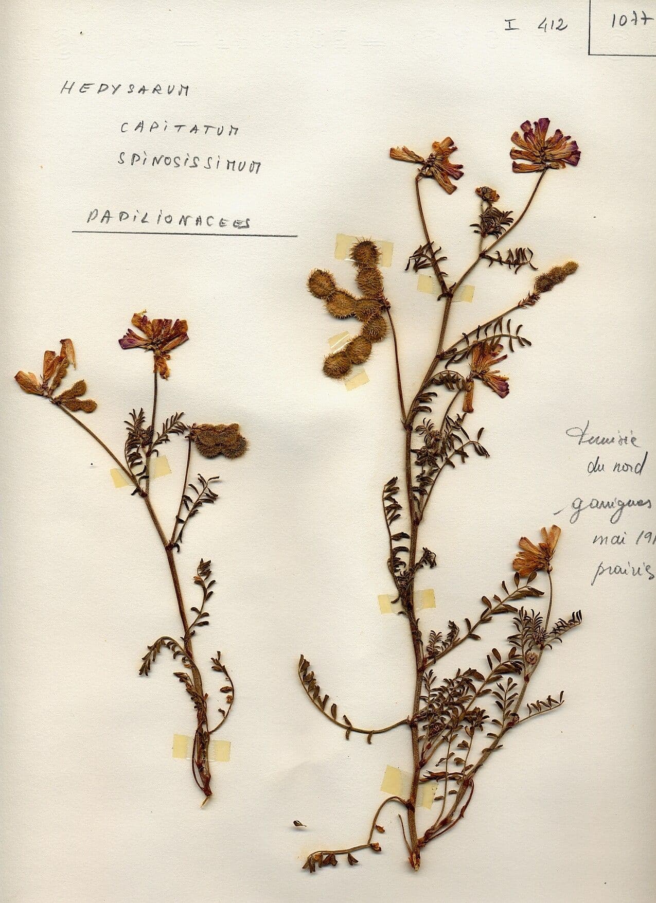 Sulla spinosissima