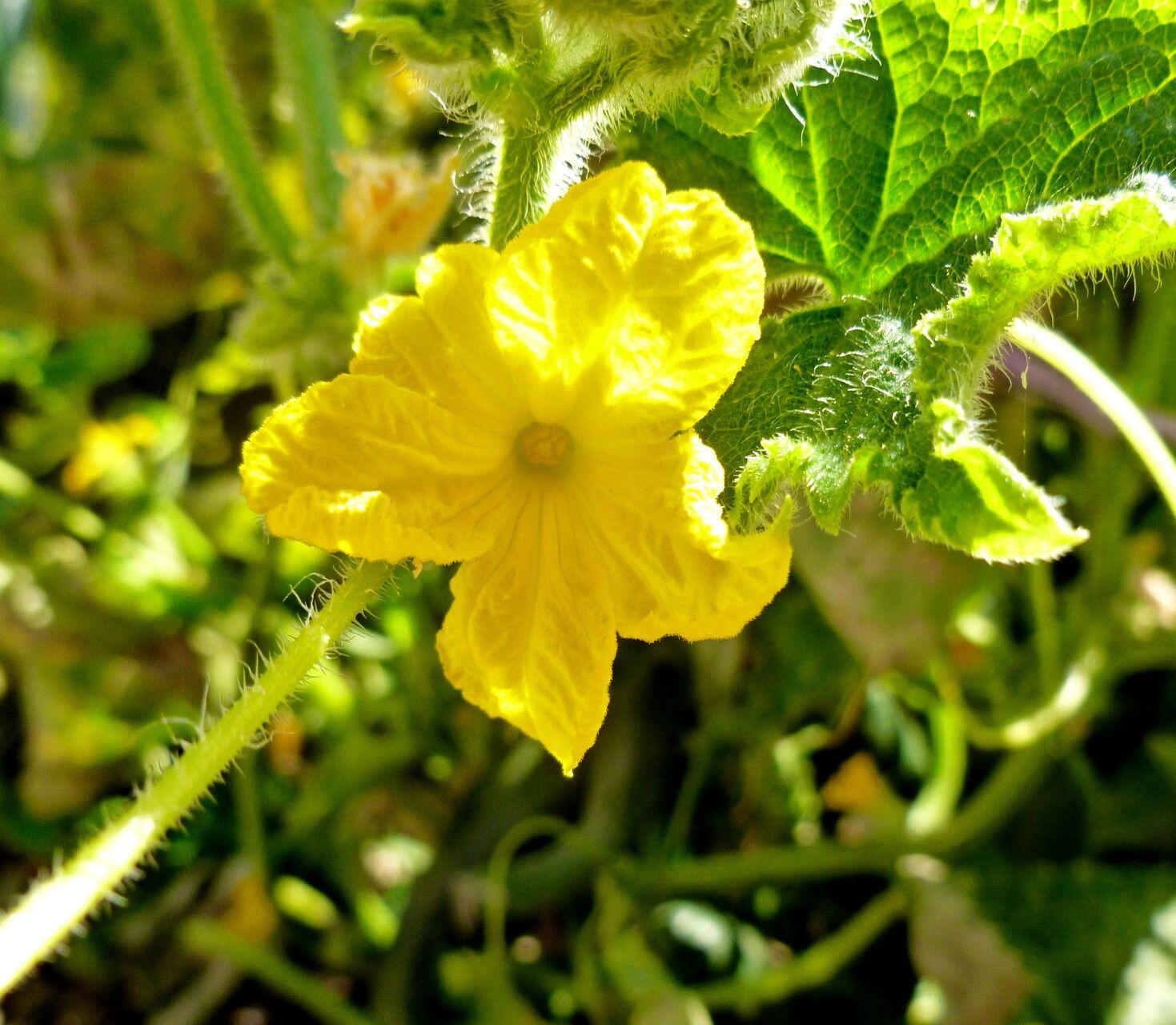 Cucumis sativus