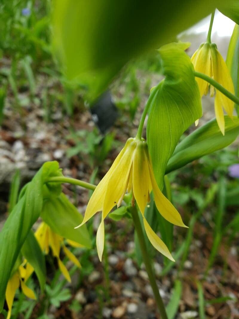 Uvularia grandiflora