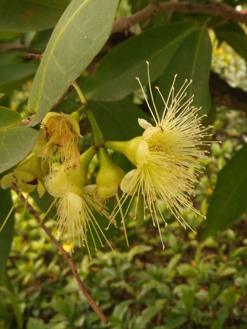 Syzygium samarangense