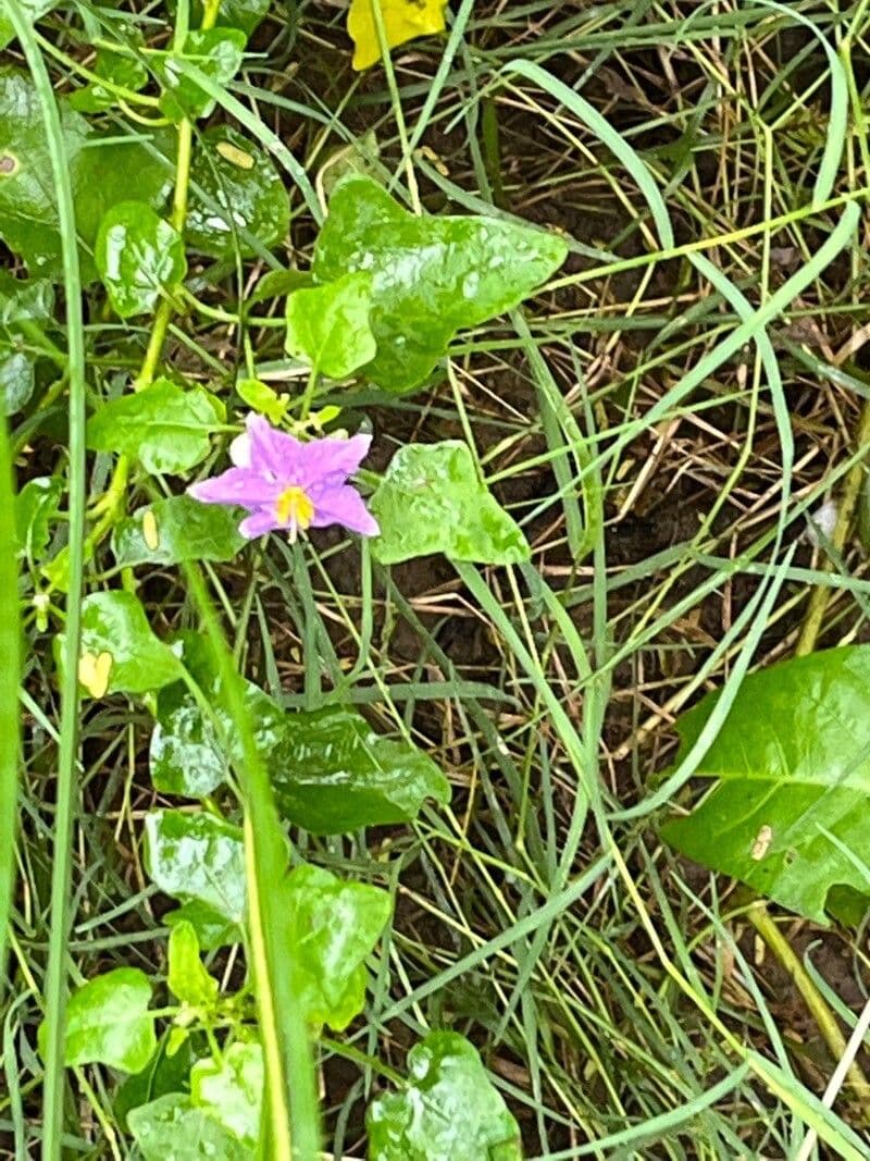 Solanum trilobatum