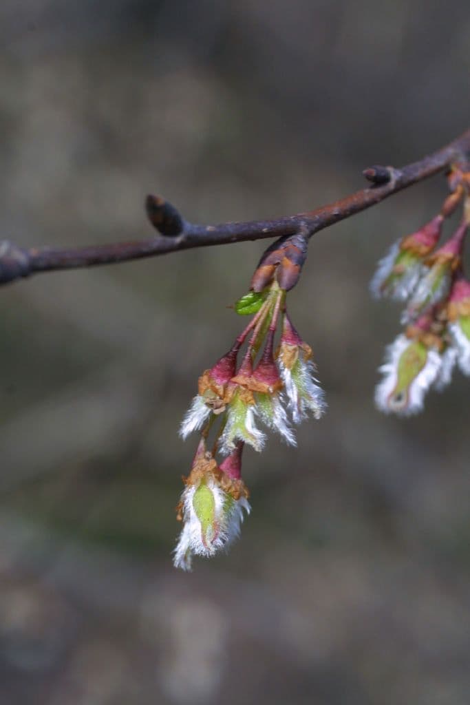 Ulmus alata