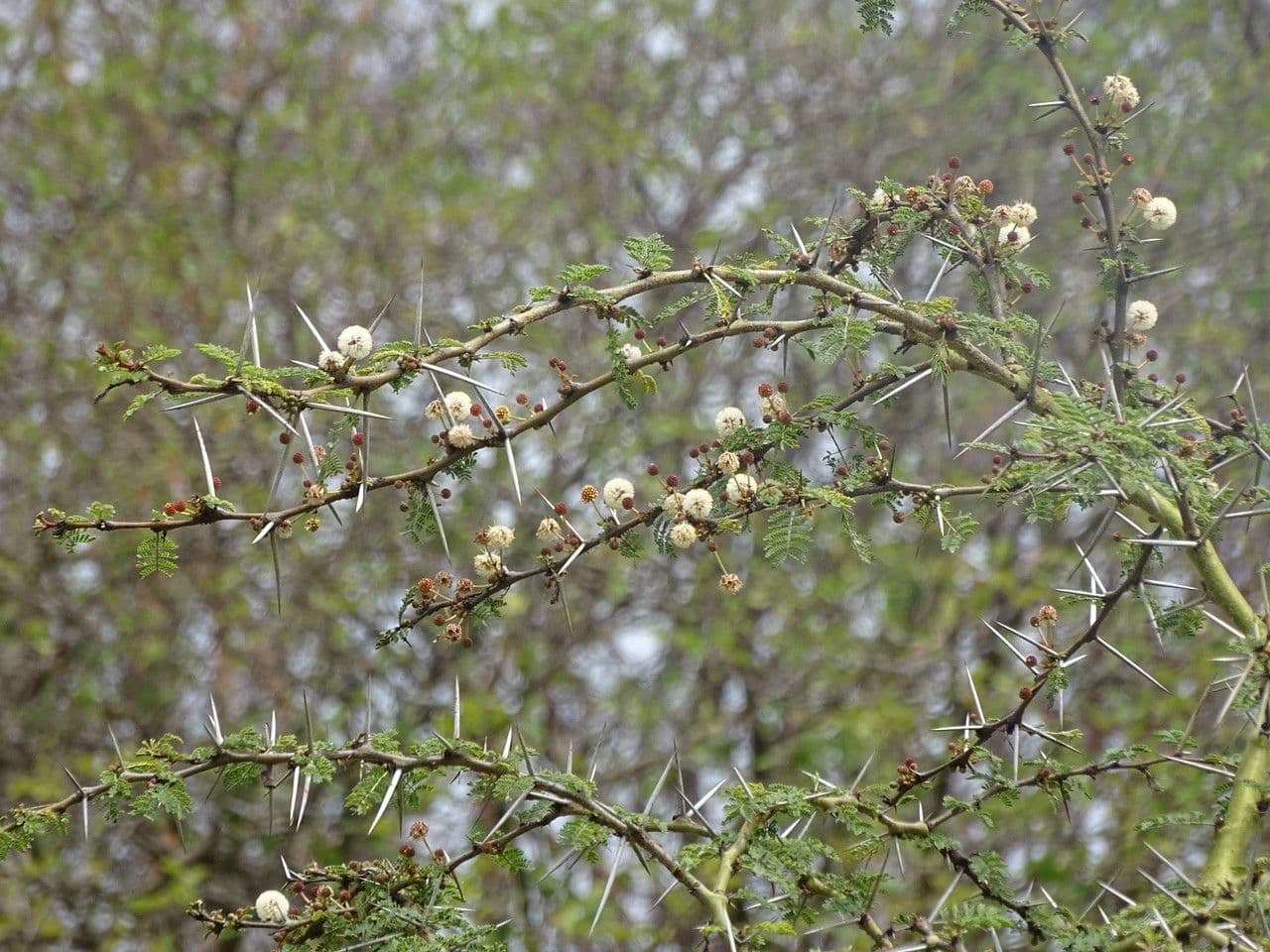 Vachellia xanthophloea