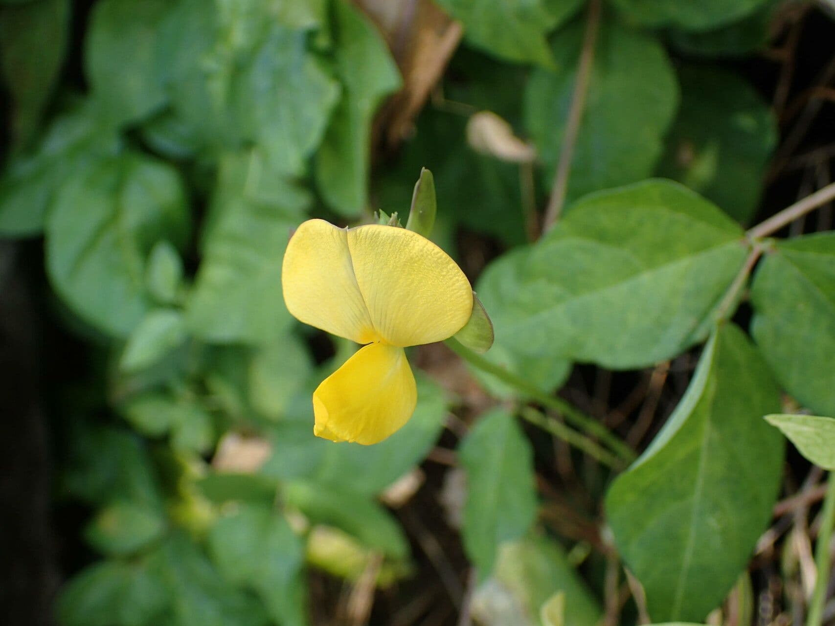 Vigna luteola