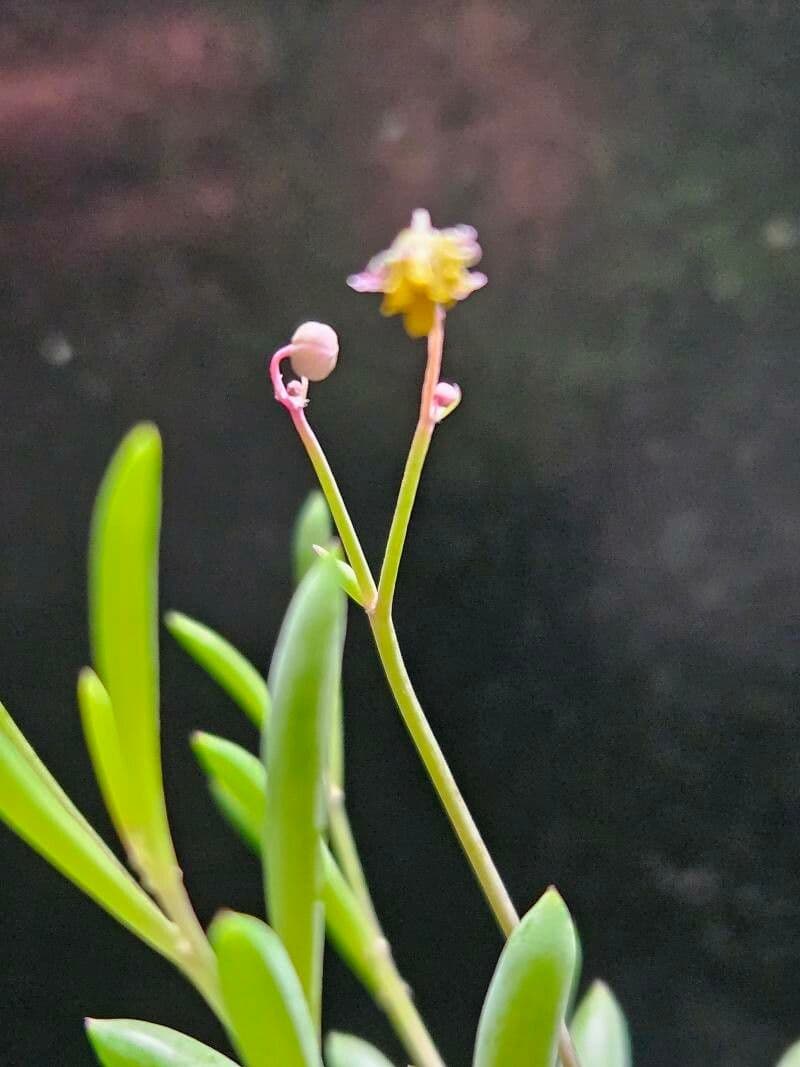 Crassothonna capensis