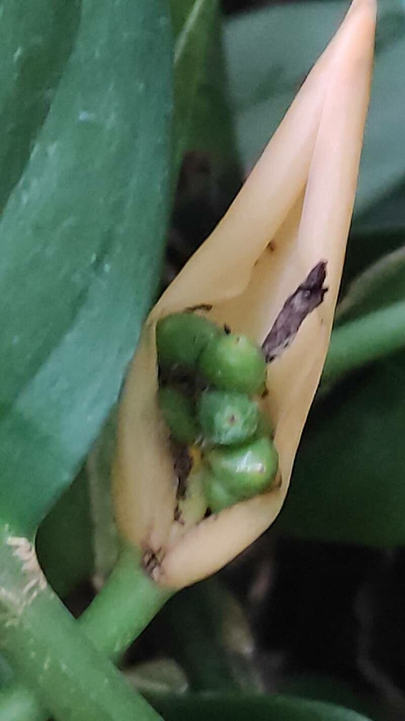 Aglaonema robeleynii