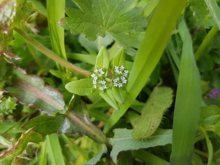 Valeriana locusta