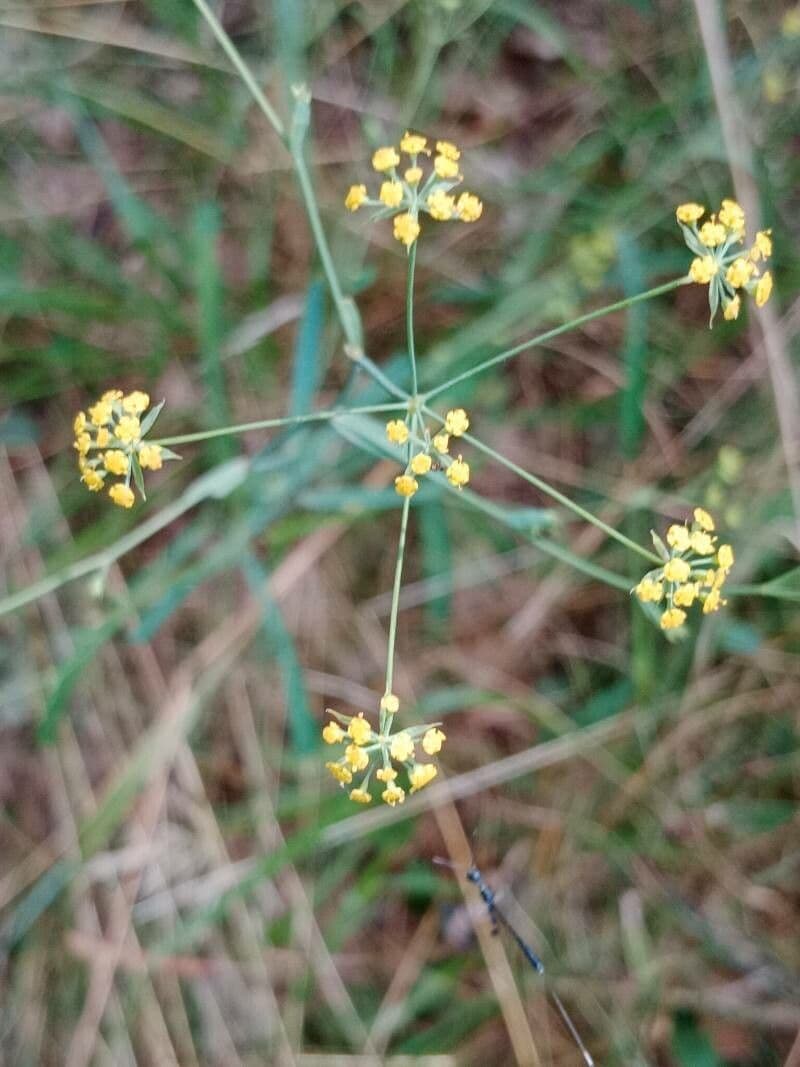 Bupleurum falcatum