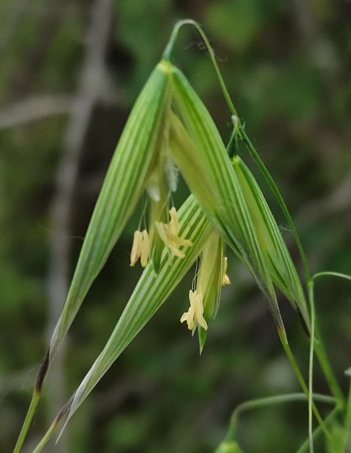 Avena fatua