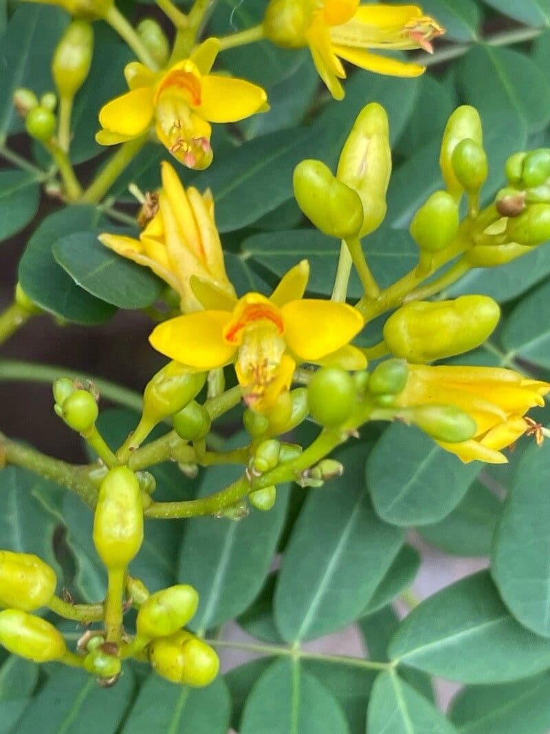 Libidibia ferrea