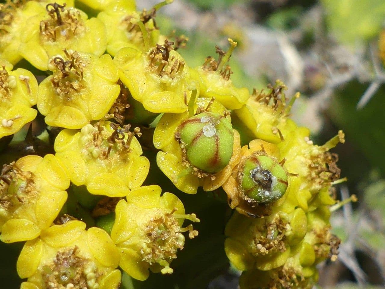 Euphorbia ingens