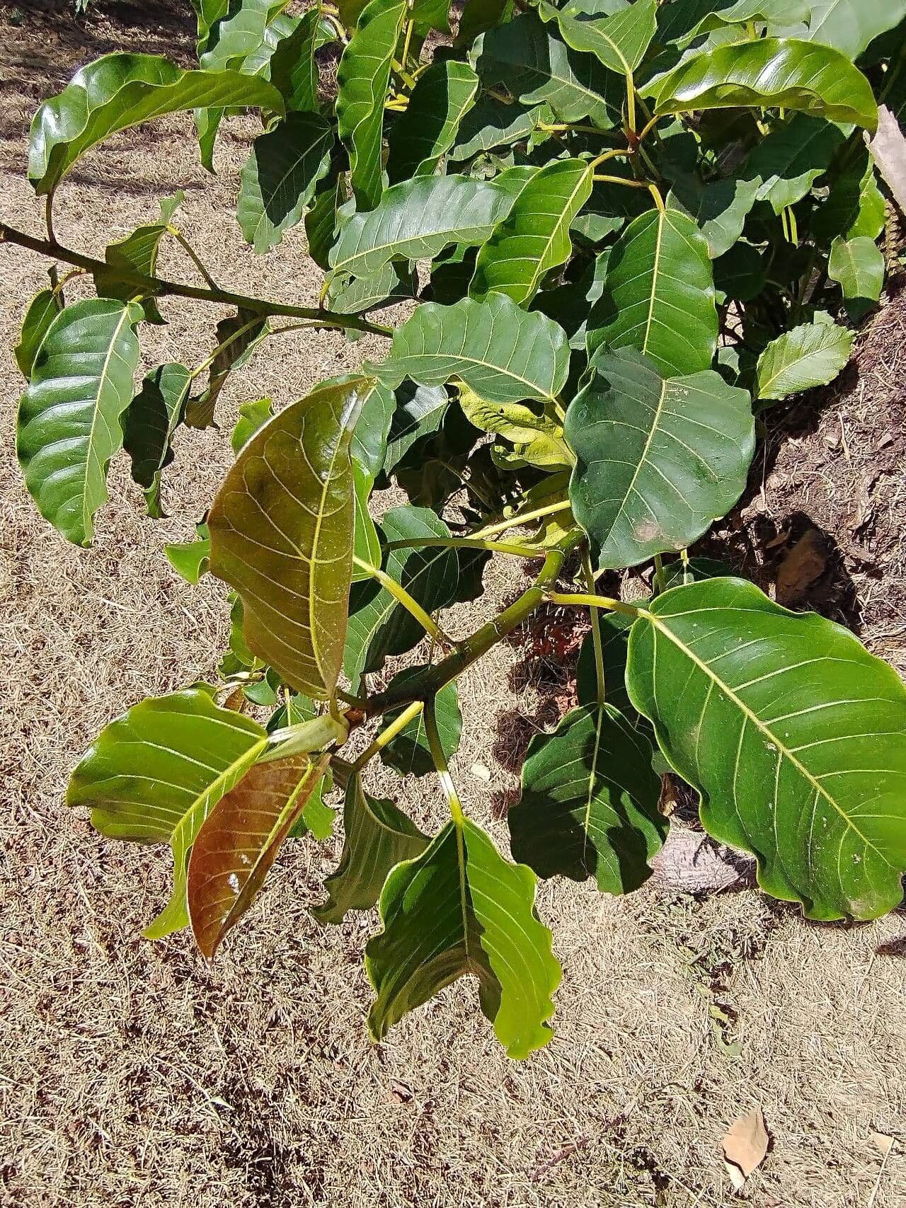 Ficus luschnathiana