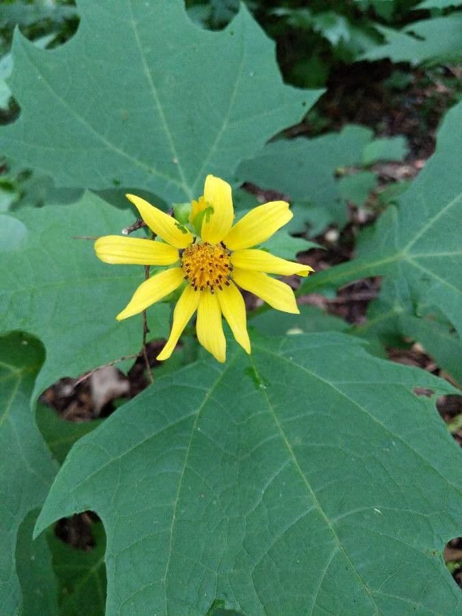 Smallanthus uvedalia