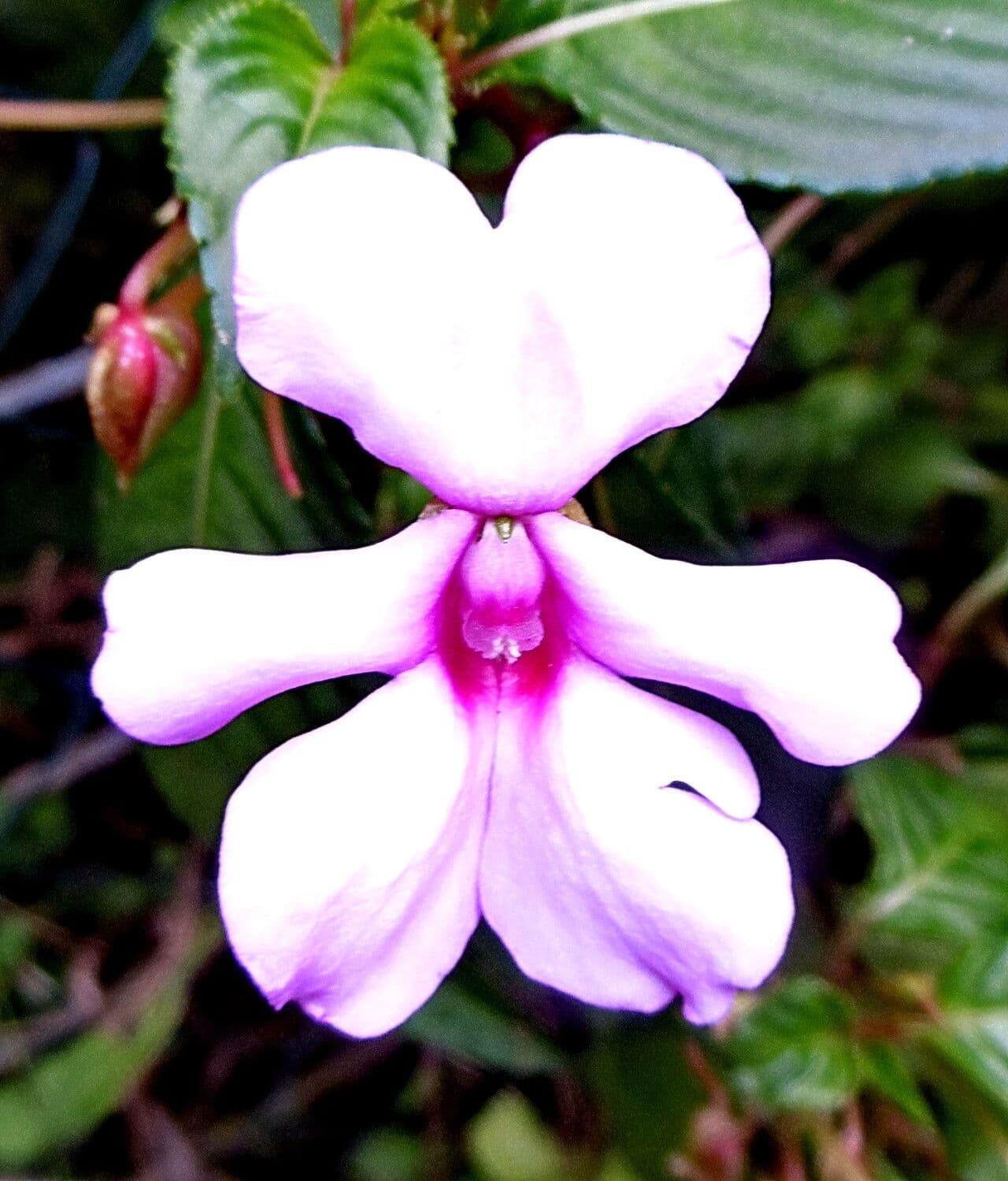 Impatiens flaccida