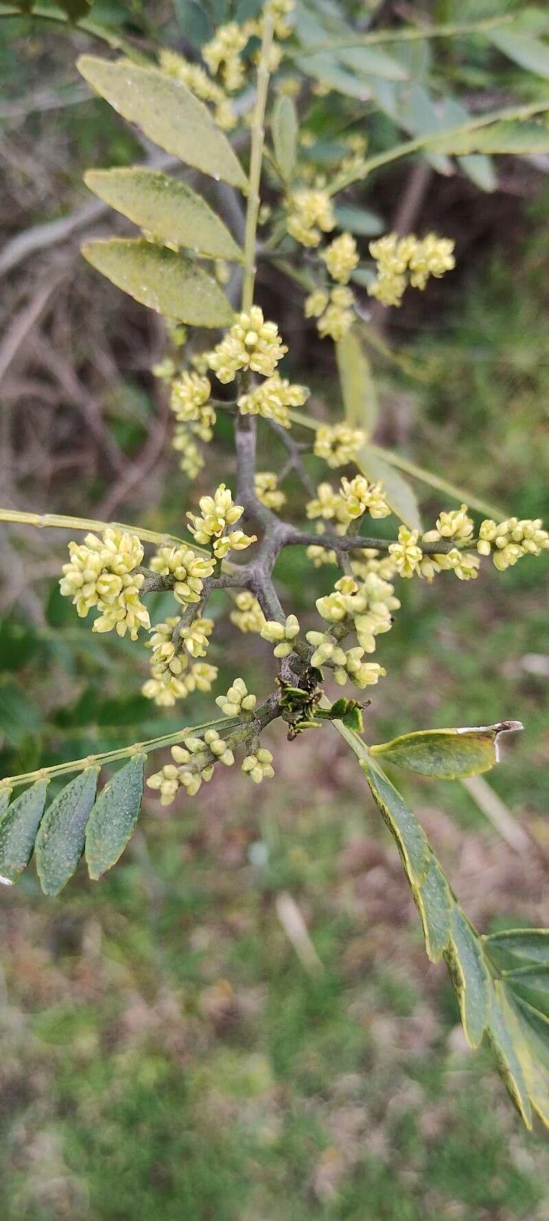 Zanthoxylum fagara