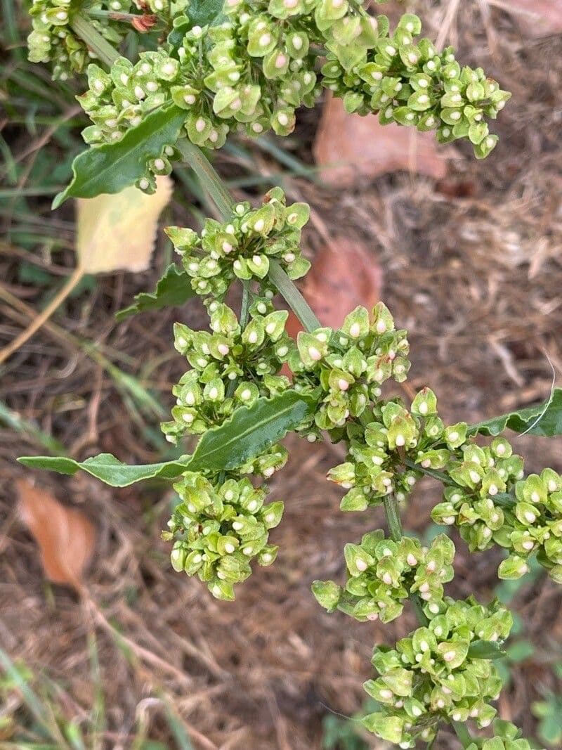 Rumex conglomeratus