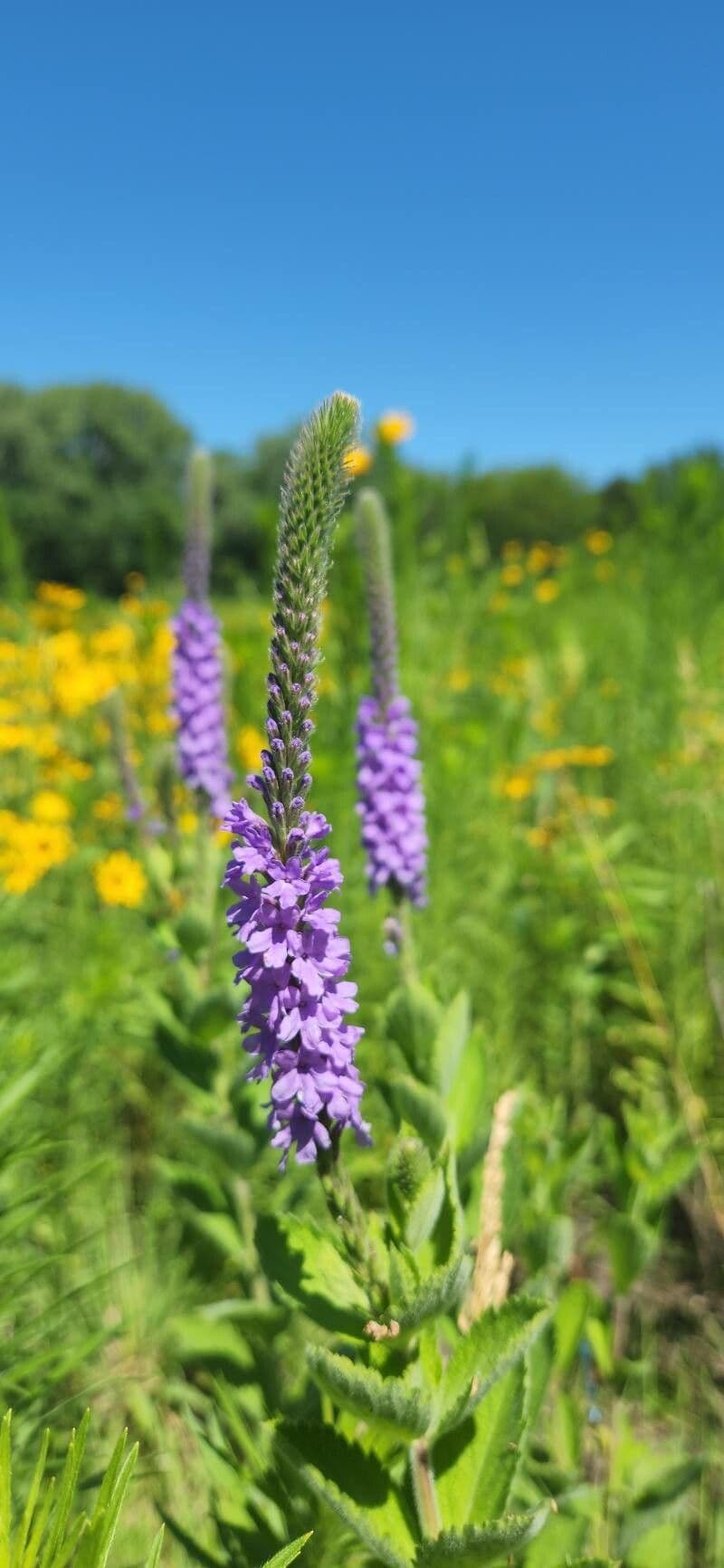 Verbena stricta