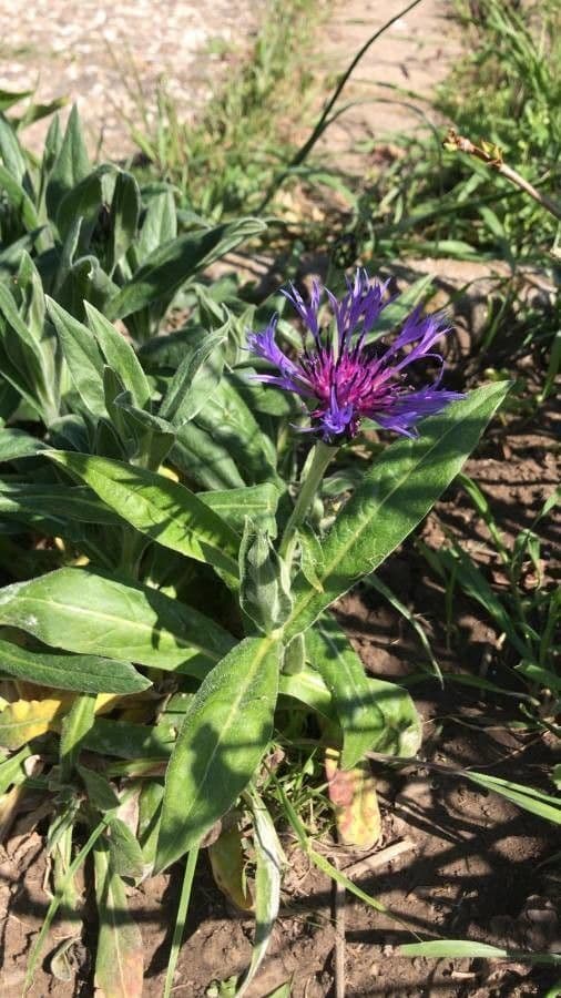 Centaurea lugdunensis