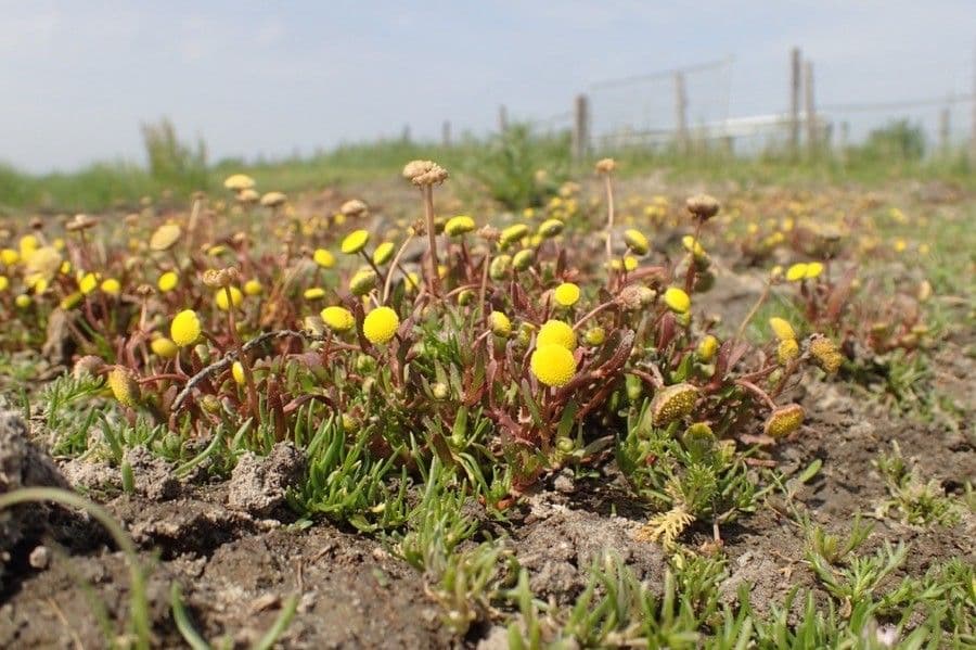 Cotula coronopifolia