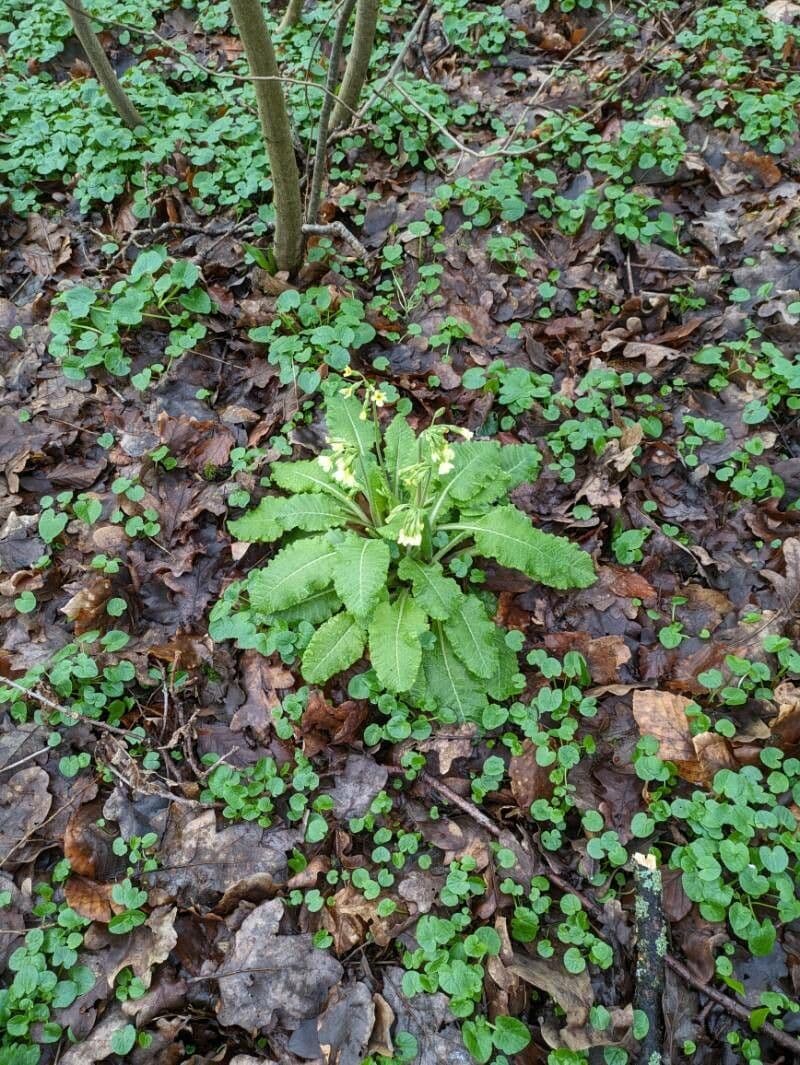 Primula elatior