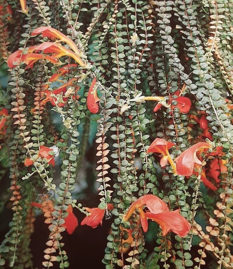 Columnea microphylla