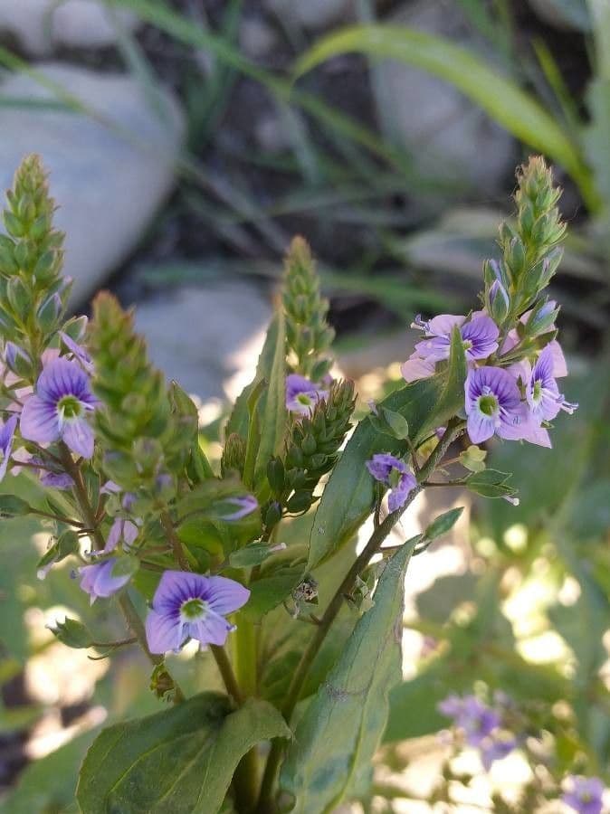 Veronica anagallis-aquatica