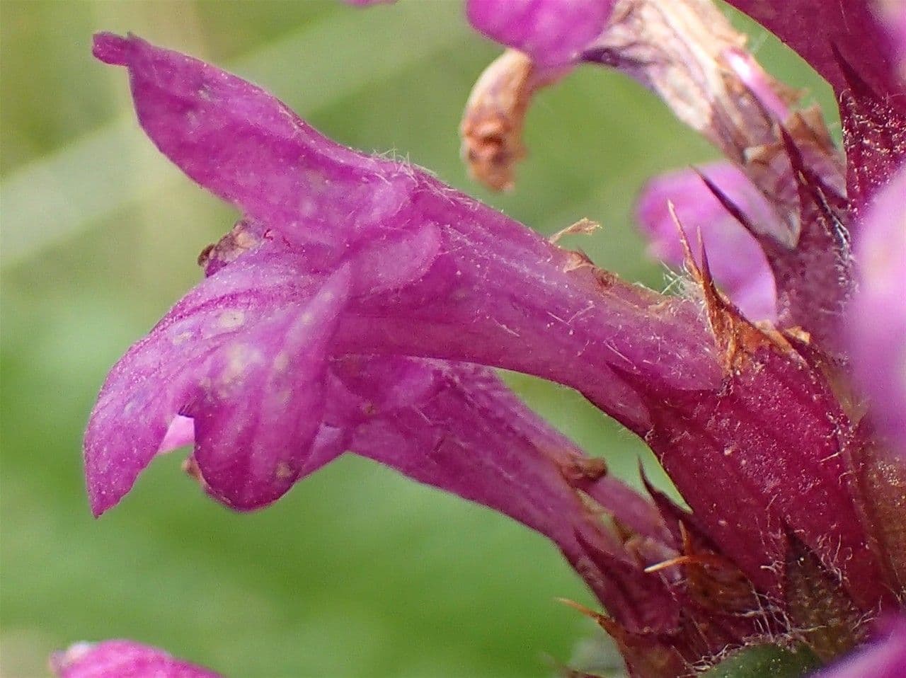 Betonica hirsuta