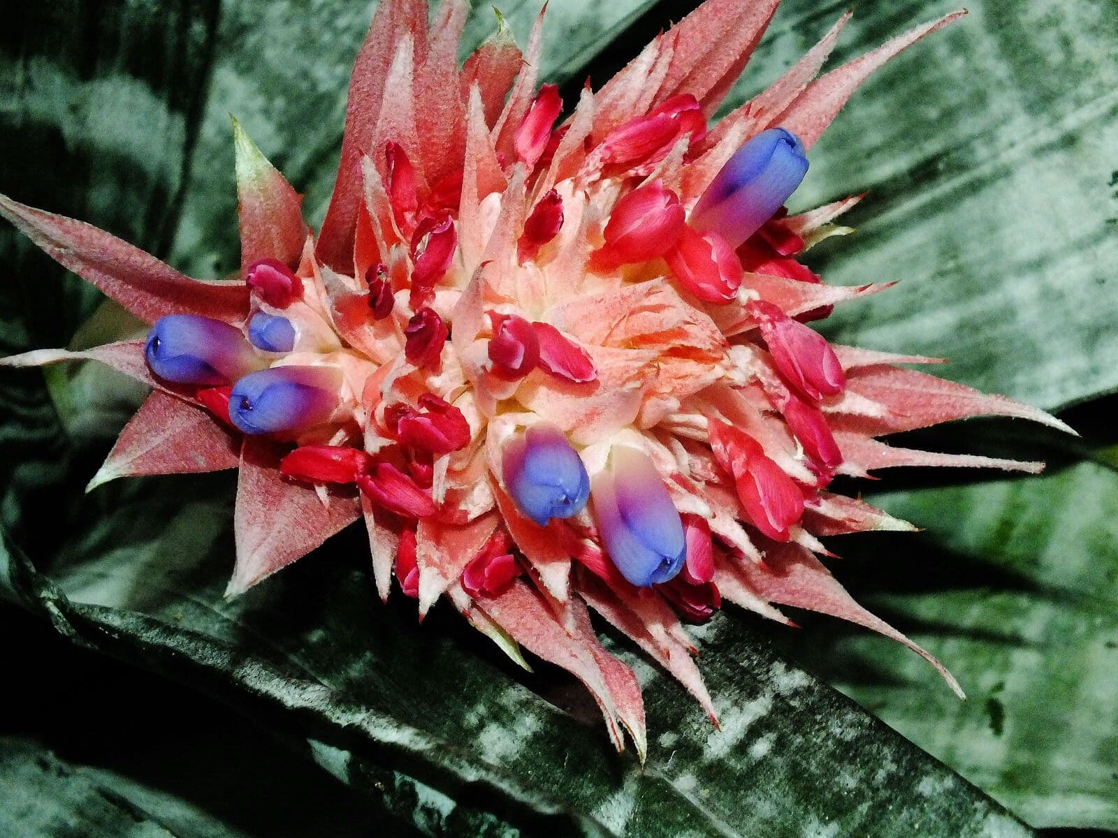 Aechmea fasciata