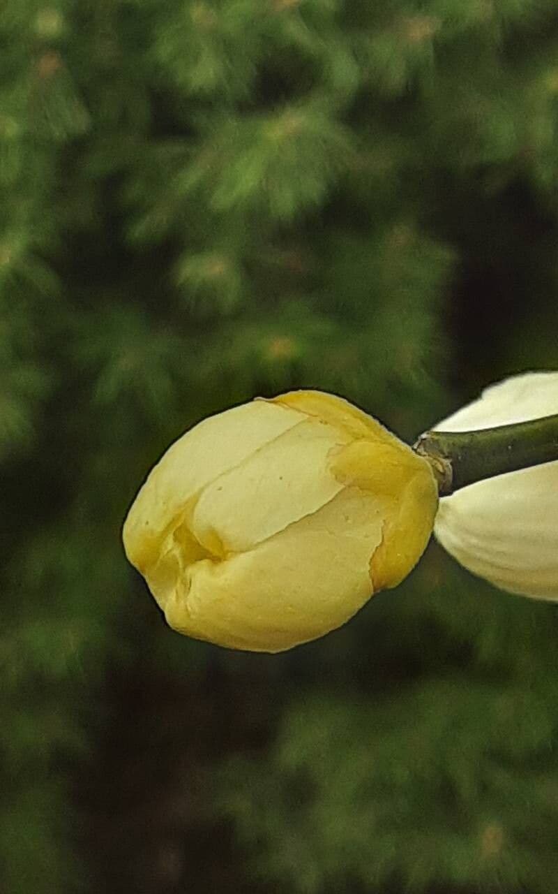 Citrus trifoliata