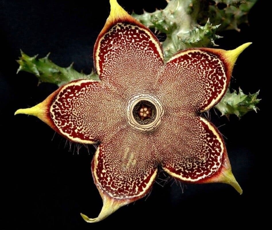 Edithcolea grandis