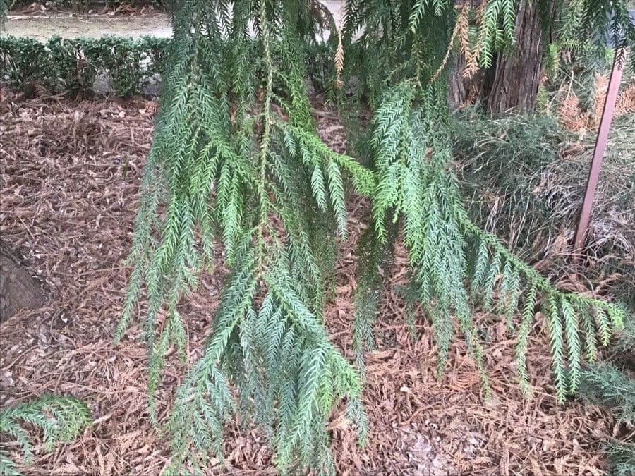 Taiwania cryptomerioides