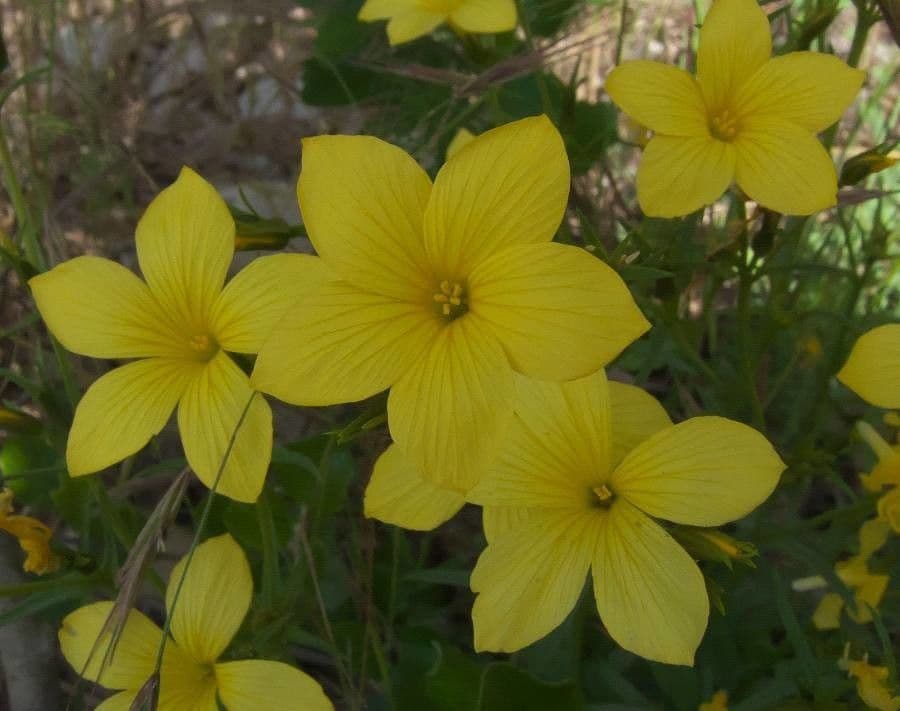 Linum campanulatum