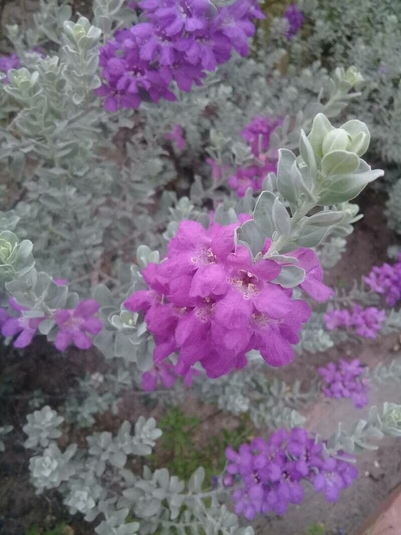 Leucophyllum candidum