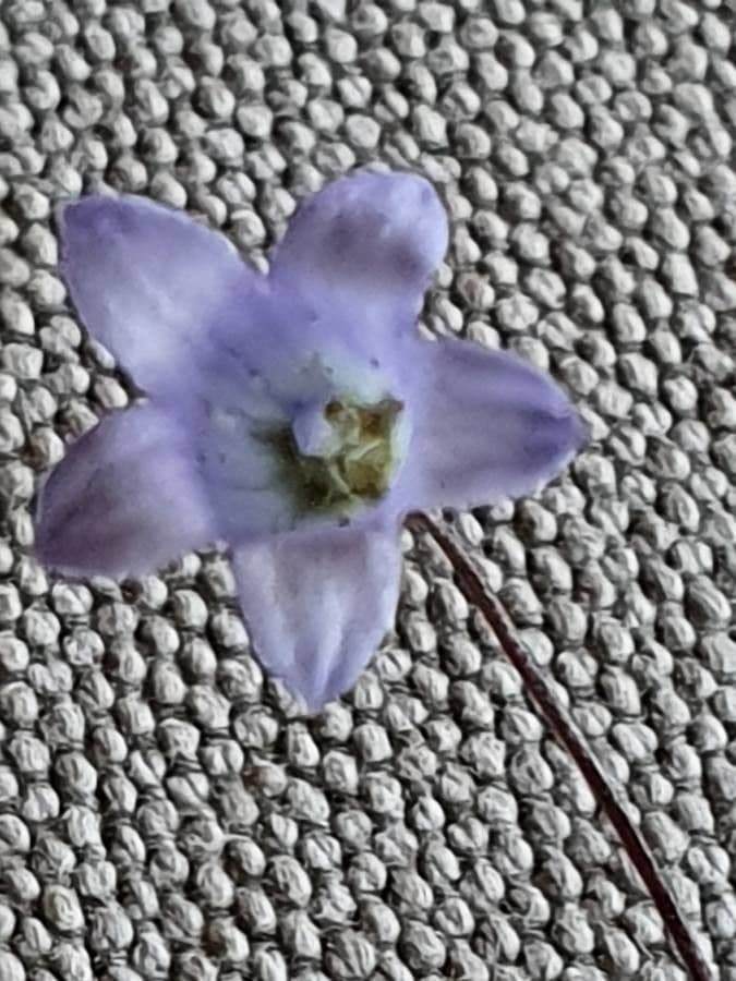 Wahlenbergia capillacea