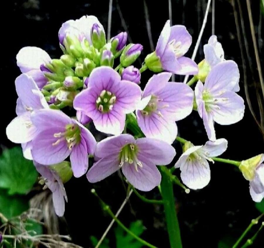 Cardamine raphanifolia