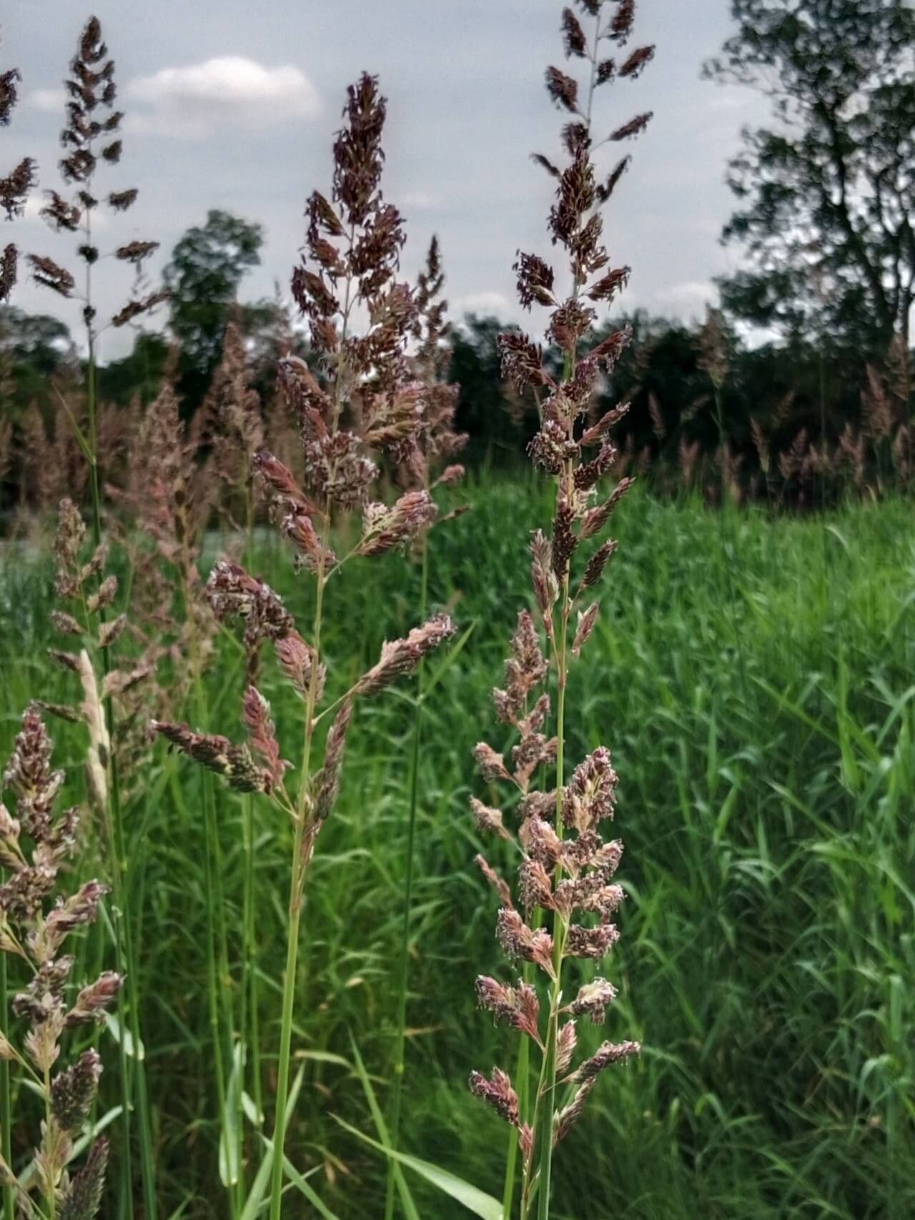 Phalaris arundinacea