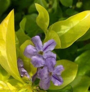 Duranta erecta