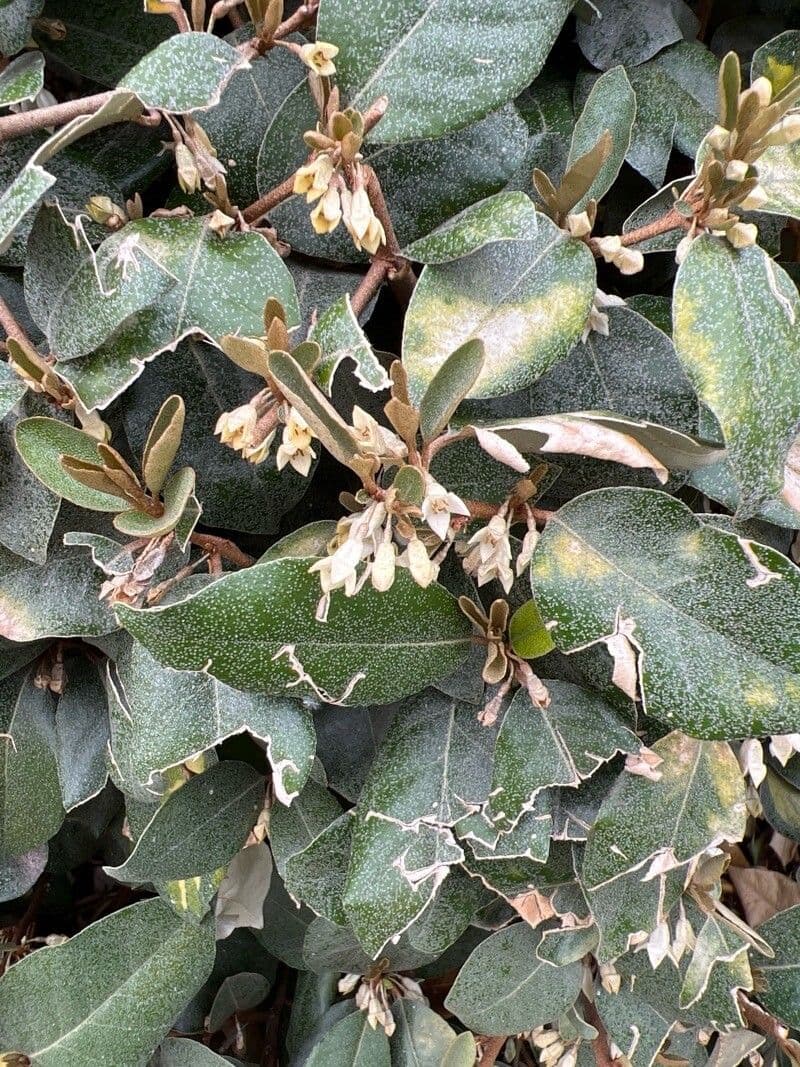 Elaeagnus macrophylla