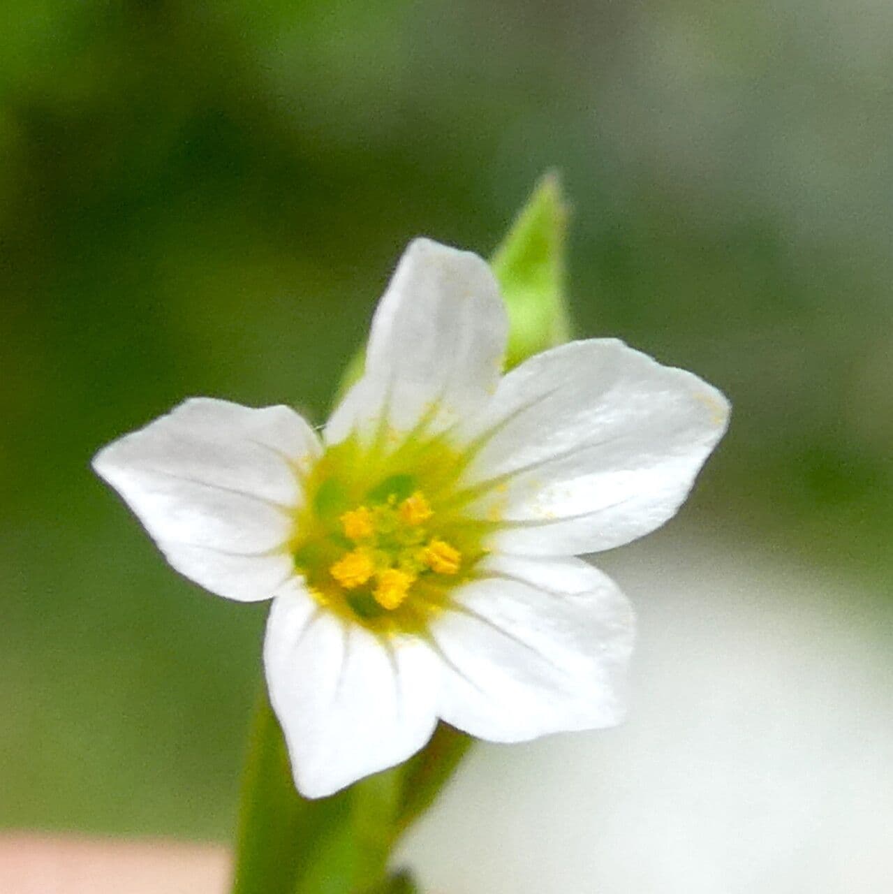 Linum catharticum