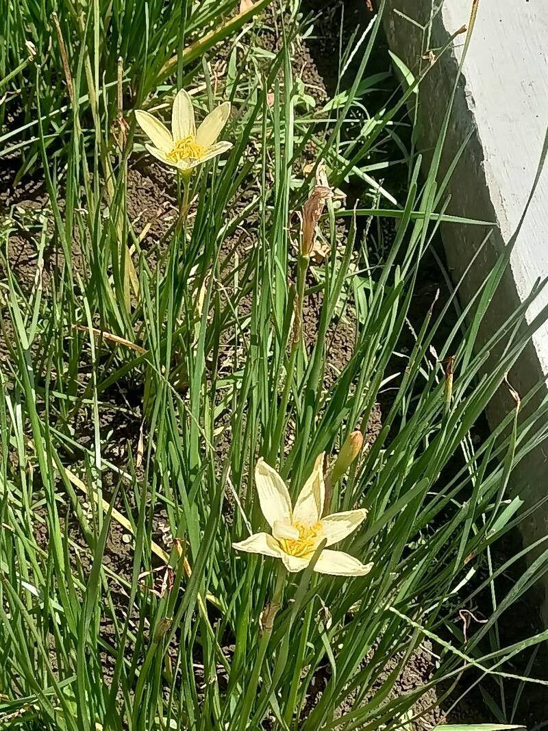 Zephyranthes citrina