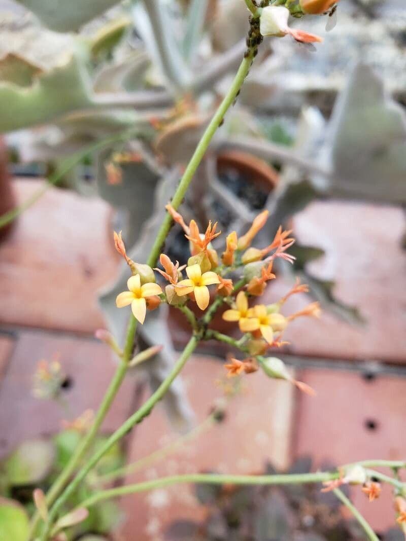 Kalanchoe rotundifolia