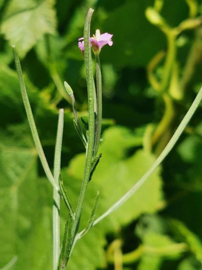 Epilobium tetragonum