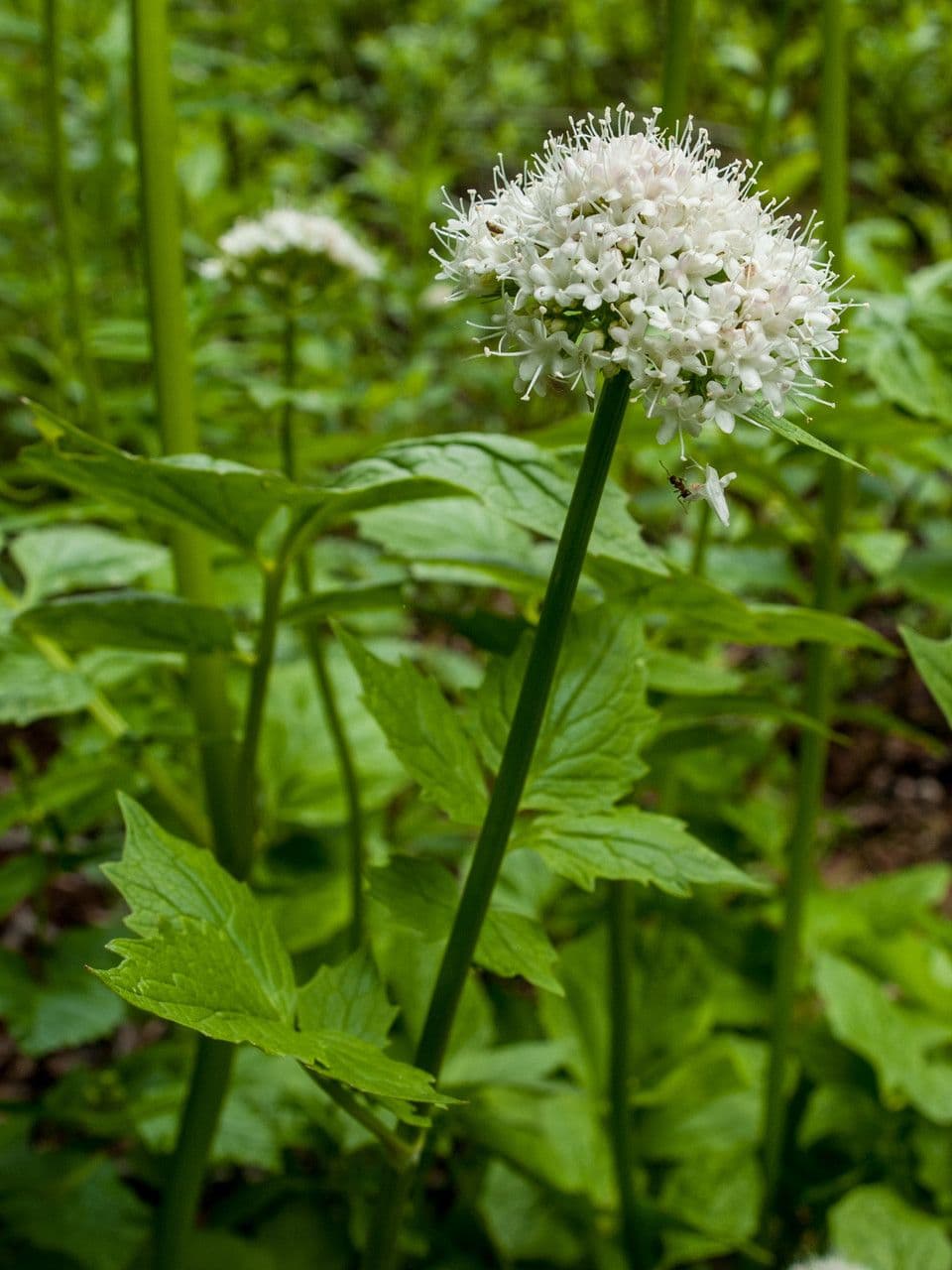 Valeriana sitchensis