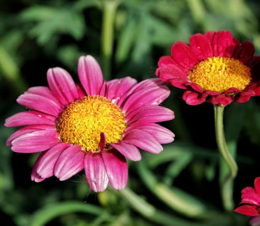 Argyranthemum frutescens