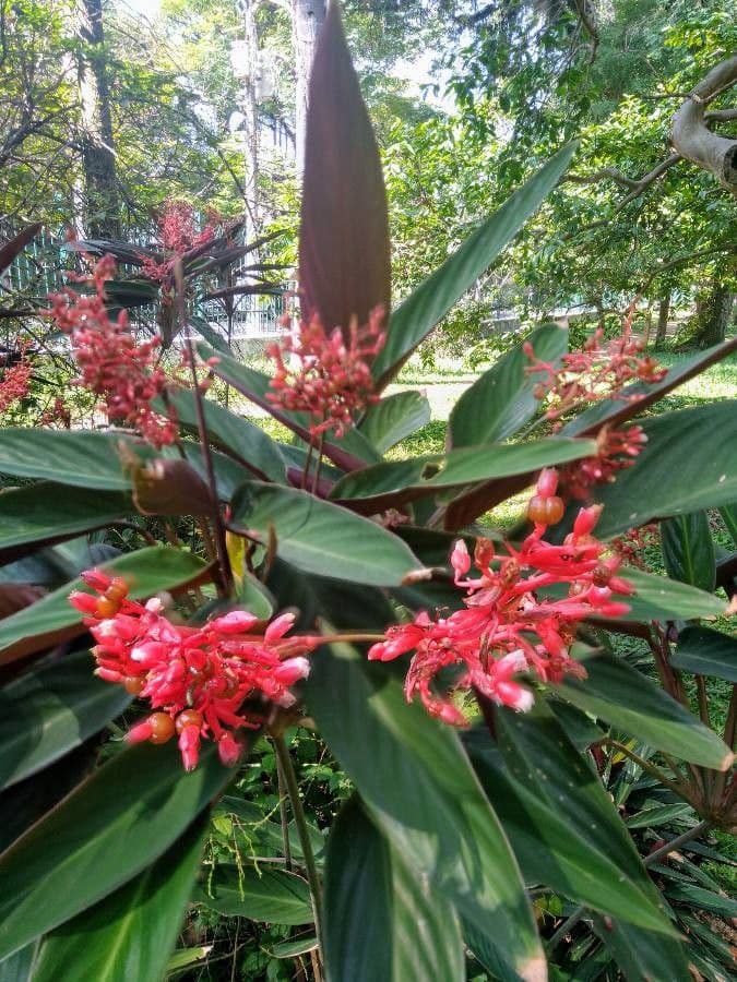 Ctenanthe oppenheimiana