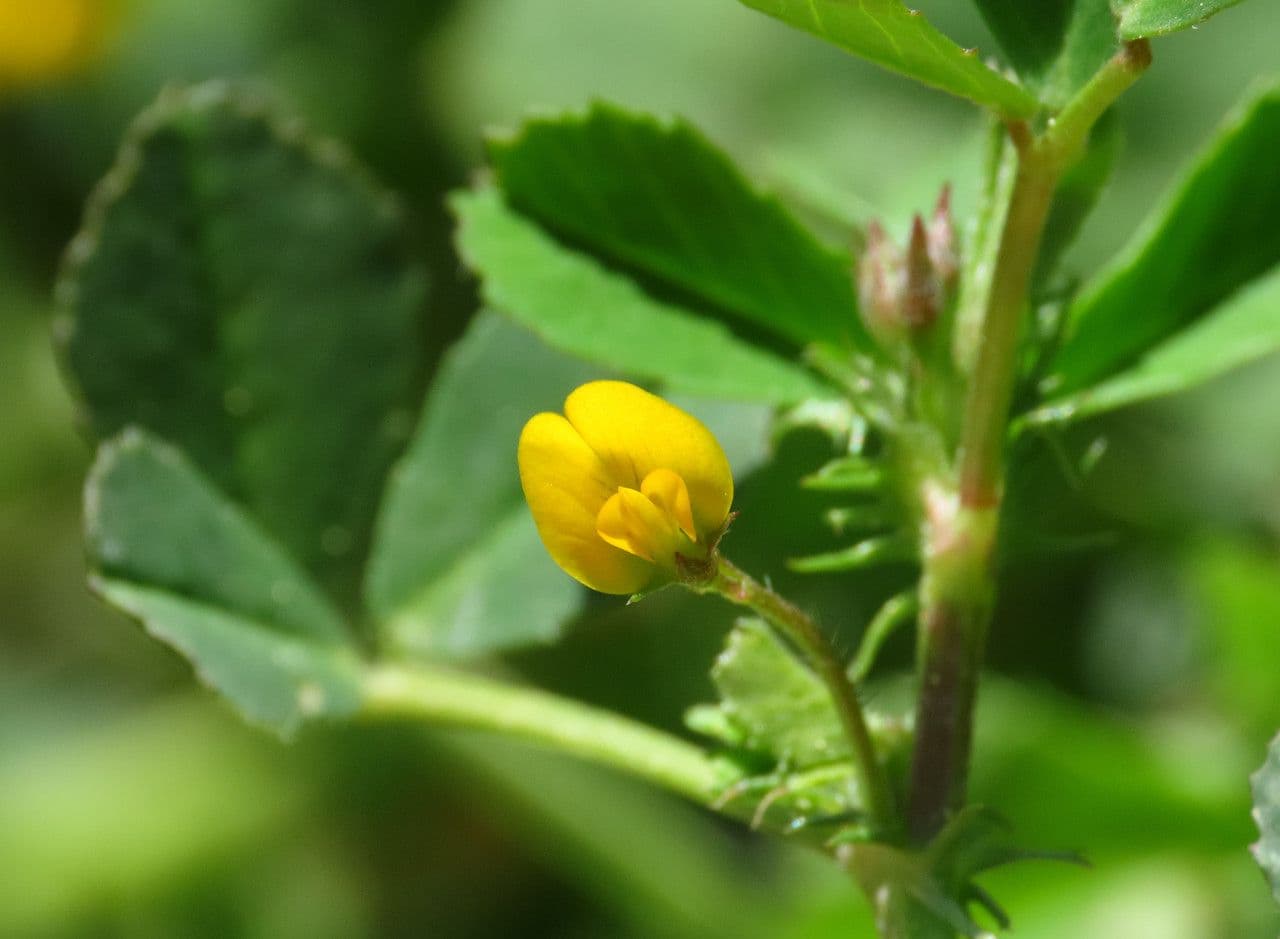 Medicago orbicularis