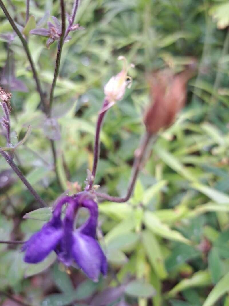 Aconitum columbianum